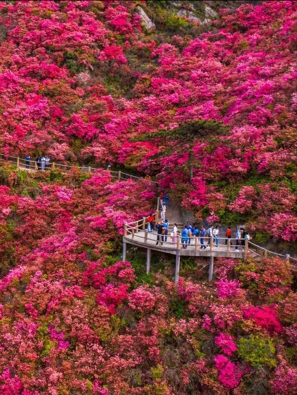 4月中下旬最后的花期，这6个地方还能赶上春天的尾巴