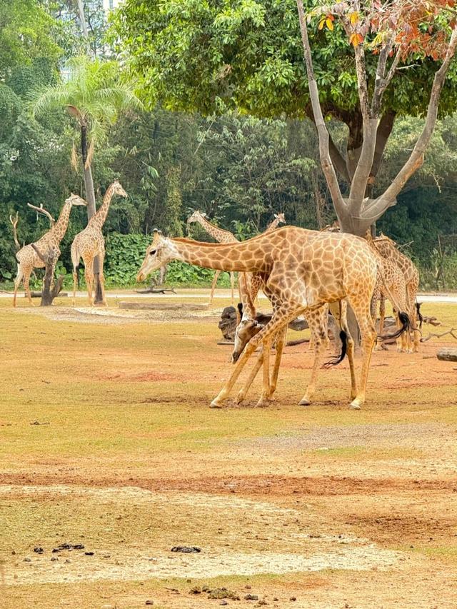 世界上只有中国广州市才有的全球独一无二的10大奇景