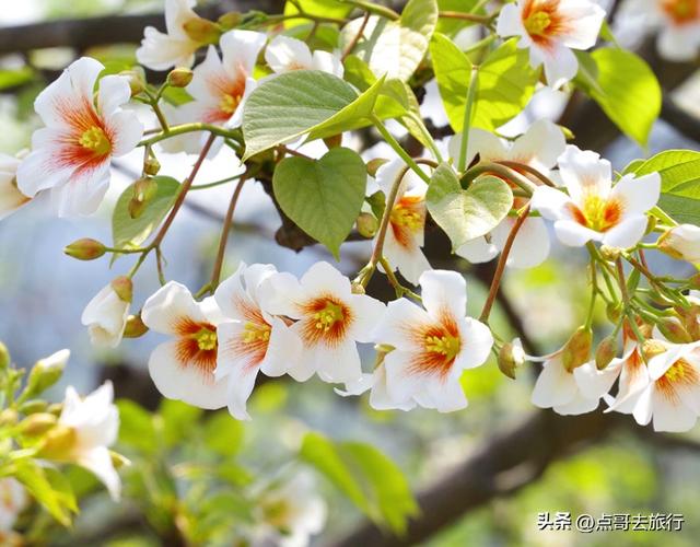 成都最大规模桐子花开了，漫山遍野超级惊艳，太适合现在去旅行！