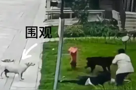 成都崇州狗咬人事件后续：女童昏迷，恶犬被捕，主人被控或判七年图片