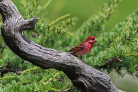 如何护鸟——这些法律知识你必须知道！图片