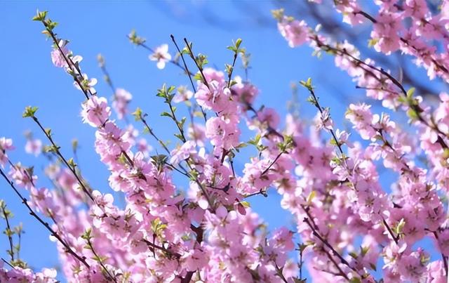 上春山！海淀这座山又到了最美的时候