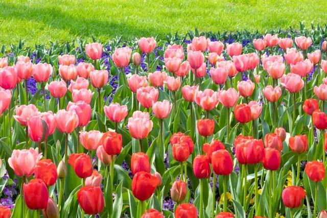 被南京郁金香花海惊艳到了