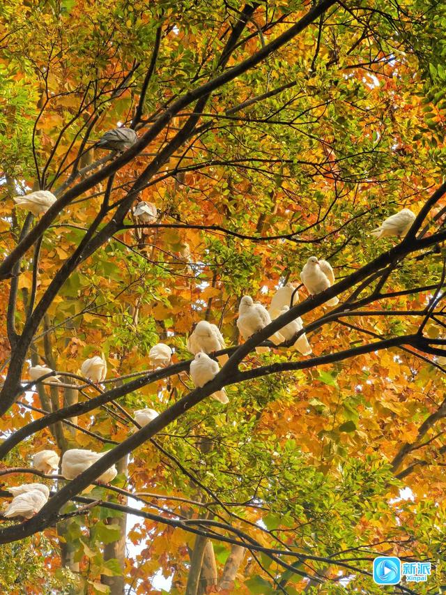 太美了！来潍坊植物园邂逅“落叶纷飞”的金色浪漫