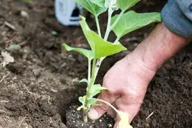 茄子高产栽培技术！关于种植茄子的种植技术，这些方法要牢记图片