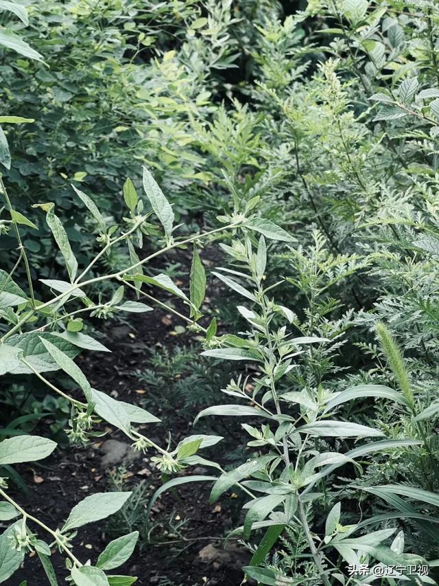 沈阳周边隐藏的“小阿勒泰”！市内出发一小时直达的云端秘境，还有高山草甸+萌宠乐园