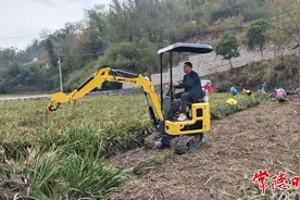 种植石菖蒲 致富好“钱景”图片