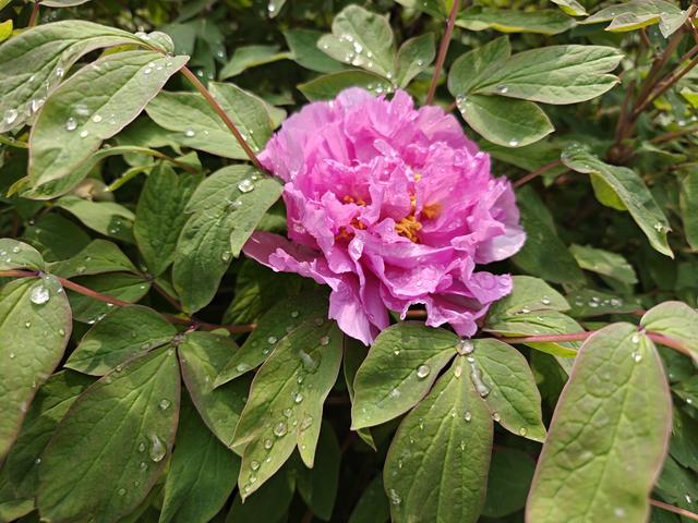 洛阳中国国花园：千亩牡丹盛放 国色倾城醉游人