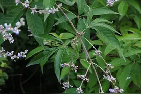 黄荆清热化湿，煮水洗澡有什么作用？图片