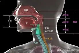 第一鳃裂瘘管，一个需要认真对待的少见疾病图片