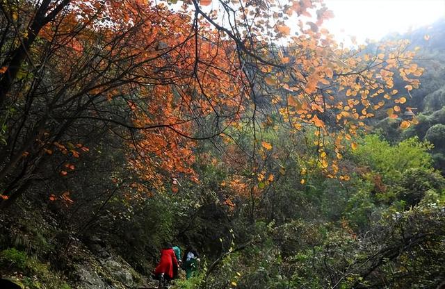 “中国北方第一峡”金龙峡风景区举办红叶节健康徒步行活动