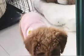 后续来了！南京砍死三条小狗婆婆已被赶回老家，更换门锁再养小狗图片