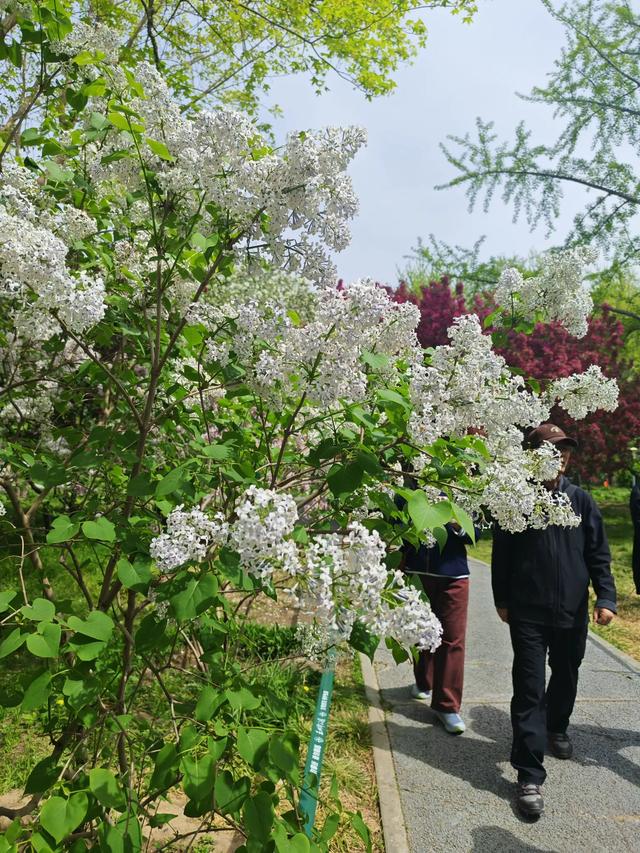 满园春色关不住 独领风骚樱花秀