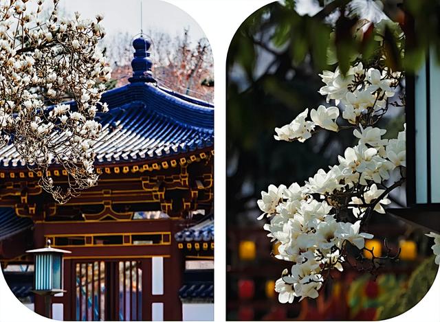 西安春讯｜玉兰、桃花、梅花｜6个早春赏花地 承包你的春季浪漫