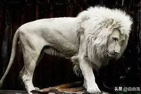 这60种动物，太罕见了，你可能见过的没几个图片