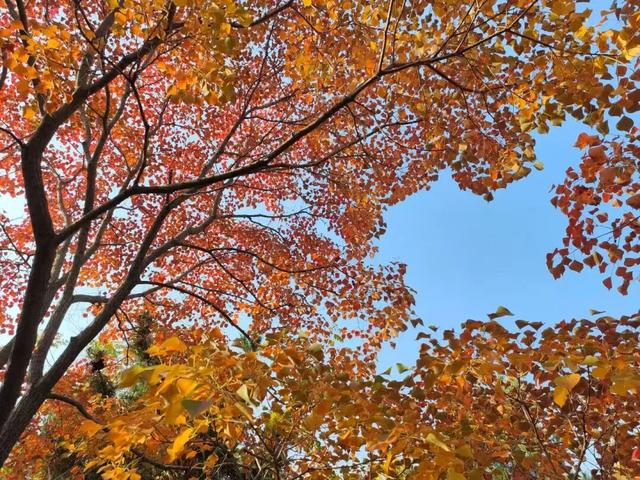 寻美薛城丨初冬最美的树！红叶似火满树红，乌桕树便是季节打翻的调色盘！