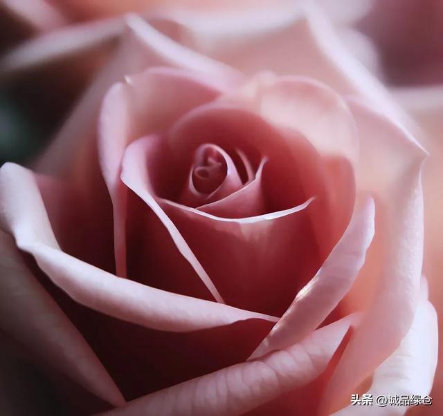 How many times a year do roses bloom? ——Discuss from the aspects of