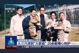 繁育成活74只！来看龙岩的“奶爸奶妈”20余年养虎记图片