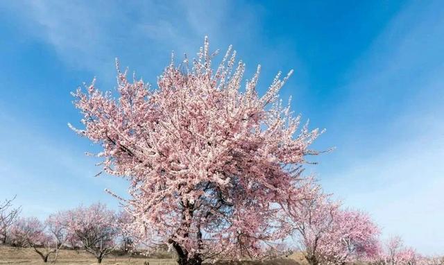 超全！陕西各地春日花海赴约指南