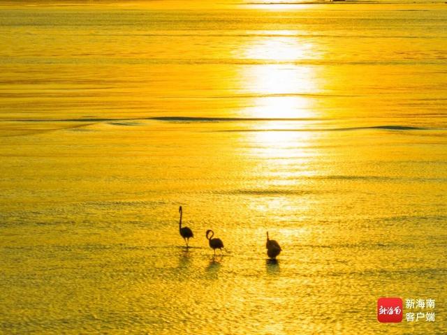 海南，好多“马”啊~