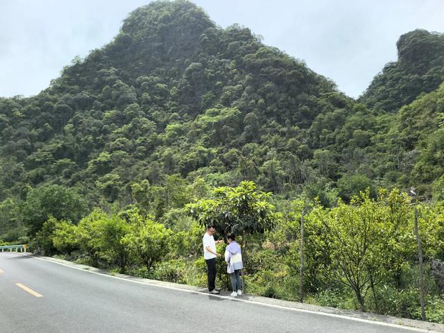 带小朋友去贵州茂兰,连环探洞加漏斗原始森林徒步二日游全攻略!