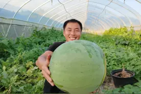 曾是"公认顶级品种", 几乎灭绝，2021年小伙试种成功，可猪都不吃 !图片