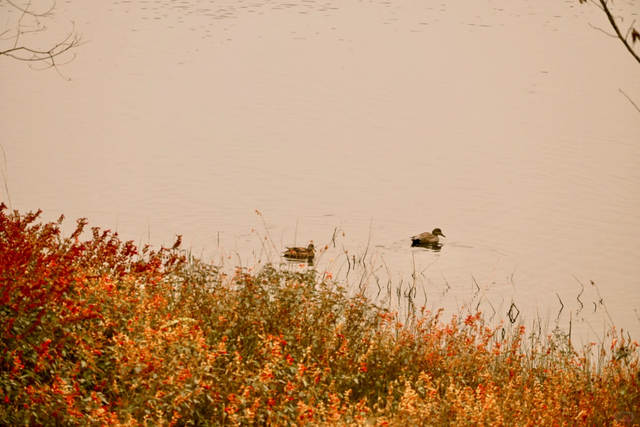 先收藏！成都1h直达最美水杉公园，小众人少、景美出片！
