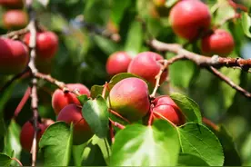 彭阳红梅杏为啥这么红？图片