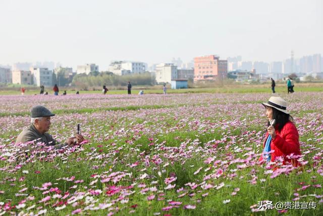 贵港这片格桑花海盛放，超出片！