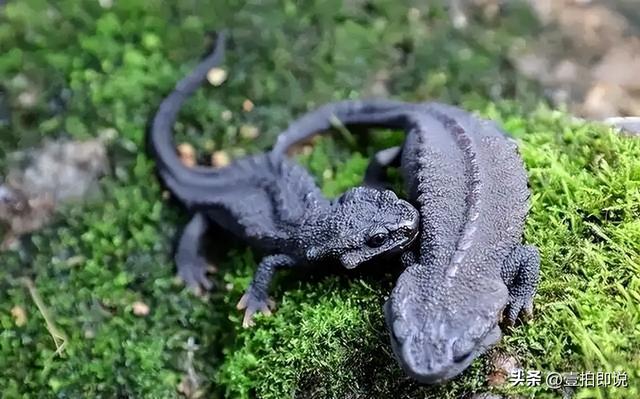 野外仅存600多只！浙江4人徒手抓26只，价值10多万