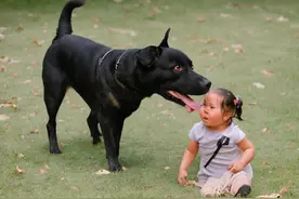 养宠是一种责任，做一个合格的狗主人图片