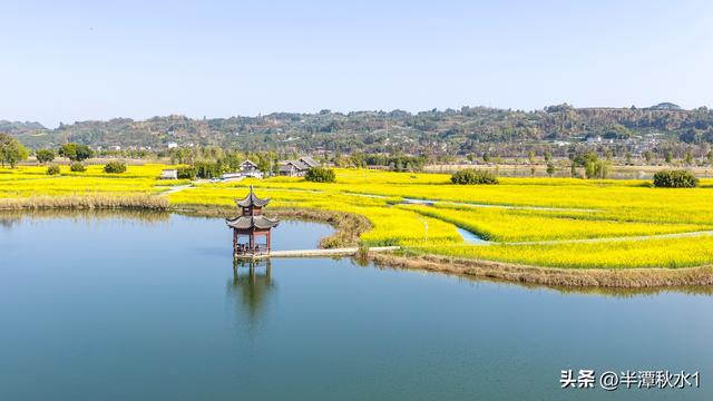 四川彭山：五湖四海油菜花盛开 市民暖阳下赏花踏春