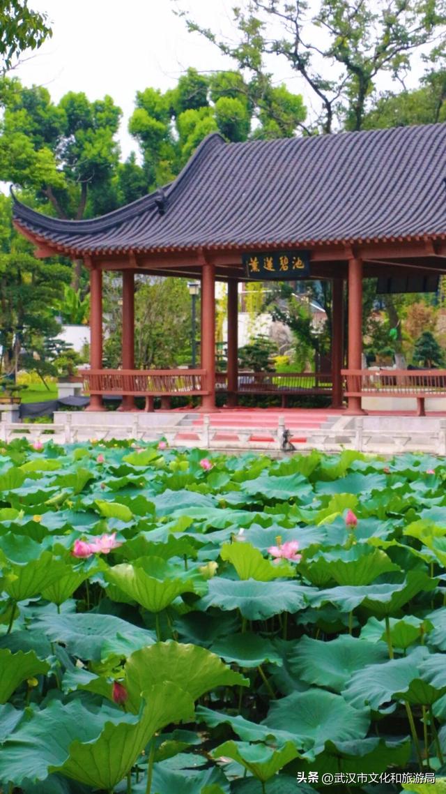 你的相册里，藏着森林公园的哪种绿？