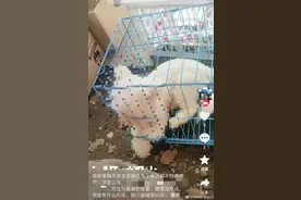 官方回应婆婆杀害儿媳3只狗：已出警并进行教育劝导图片