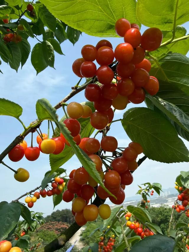 “恩桃儿”熟了!两江新区樱桃进入最佳采摘期,速冲!