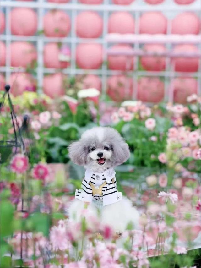 解锁春日趣玩，尽在西岸凤巢！