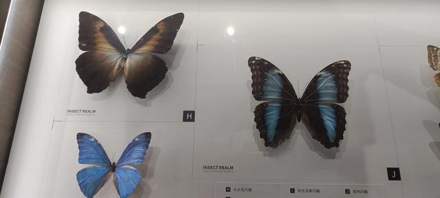 西安长安云昆虫展你来了吗