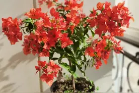 让三角梅开花多，连续开花，一定做1件事，不停有花苞，开花不断图片