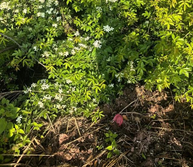 每隔几百米就有垃圾桶，成都网红登山道，纸巾餐盒却散落各处！