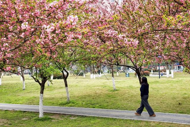 郫都，粉了！在家门口，赴一场粉色浪漫