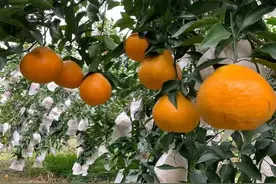 一口遇见春天！甜、鲜、嫩、薄，四川开江这里的耙耙柑绝了→图片