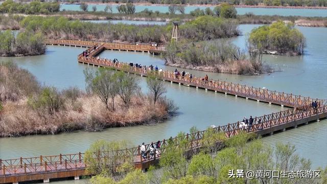 【黄河口生态旅游区】清明踏青正当时|黄河口人气爆棚,各景点游人如织!