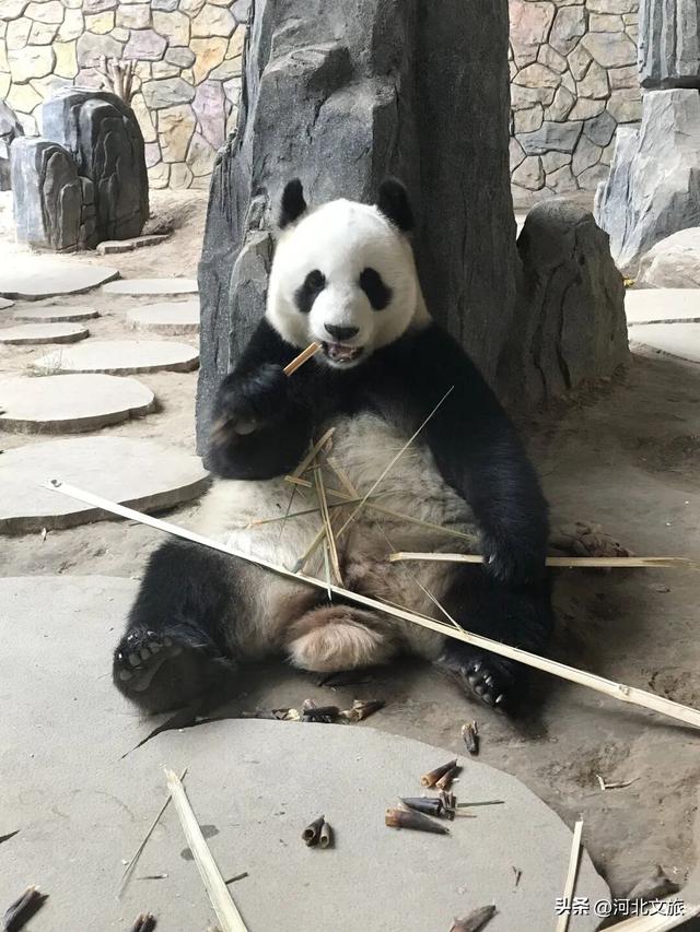 在保定，体验真实版“疯狂动物城”！