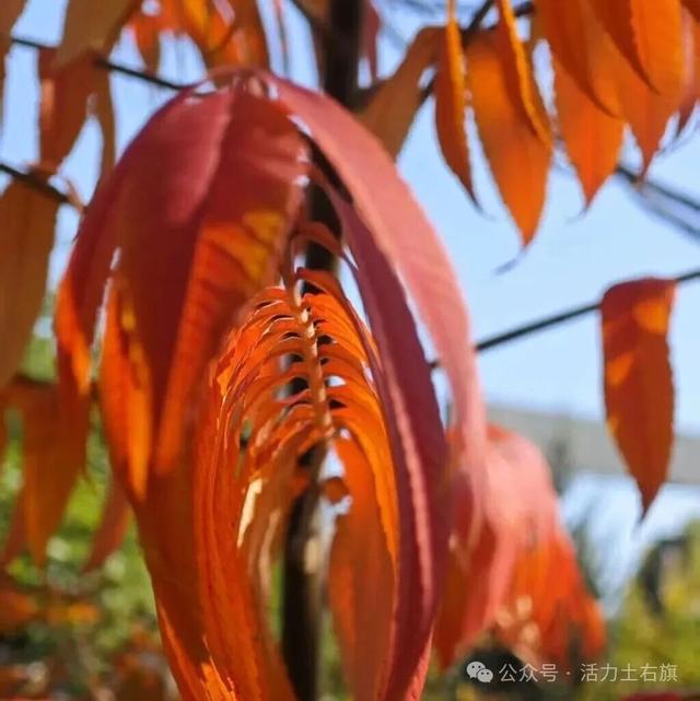 土右旗的秋天不用买，弯腰就能“捡”到治愈！