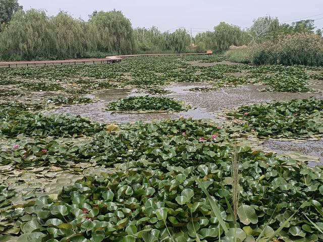 又踏甘肃地之三十 张掖篇之二十八 再见了古城甘州