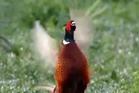 如何抓野鸡？狩猎野鸡的方法一共有28种！图片