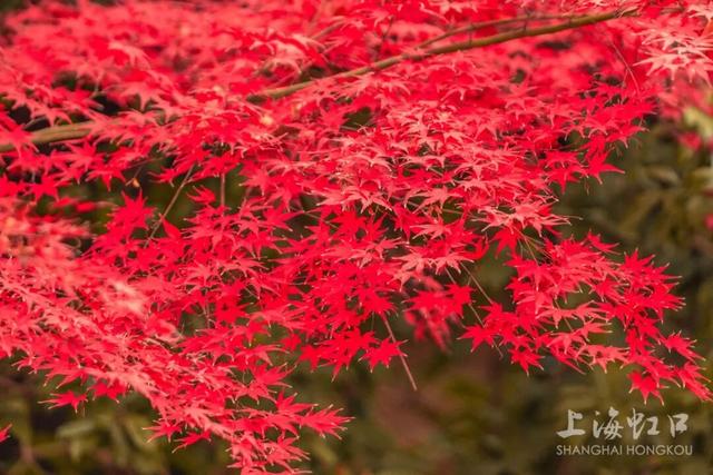鲁迅公园枫叶红了！红黄青绿交织秋意浓~超出片