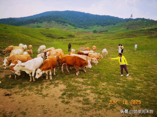 7）山西阳城析城山圣王坪，在云端草甸邂逅狼毒花的美，与千年传