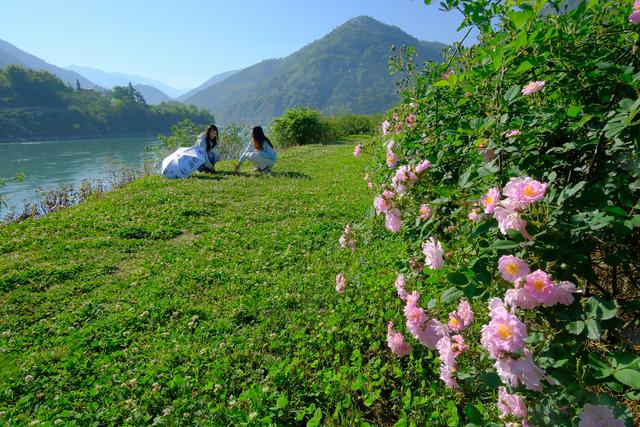 四川石棉：安顺场的四月花语