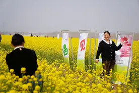 来滨州这里看油菜花吧！图片